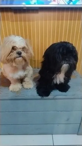 VENDO CASAL DE SHIH TZU!