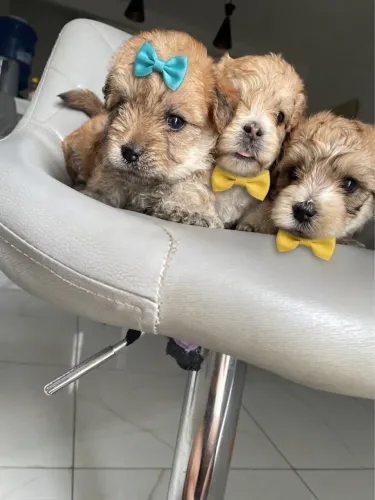 Poodle toy