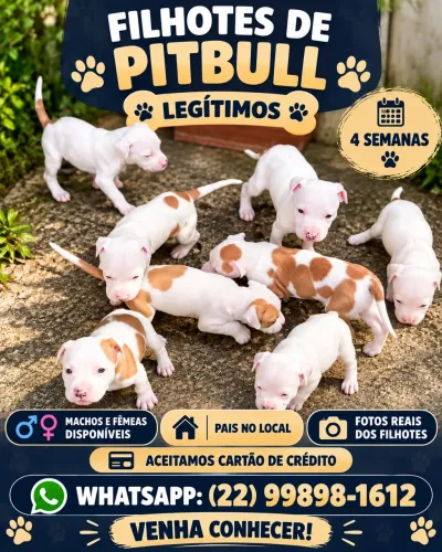 Filhotes Pitbull / aceito cartão