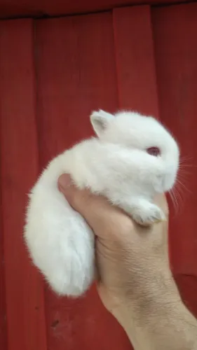 Coelho netherland dwarf femea