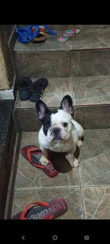 Bulldog francês 