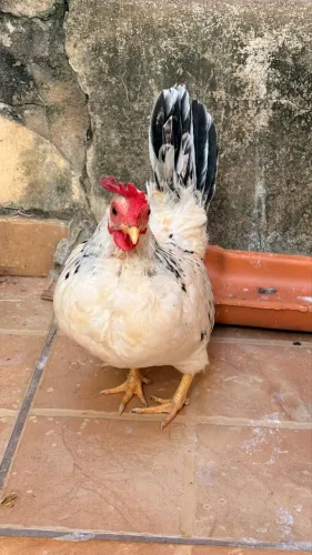 Galinha Nagasaki