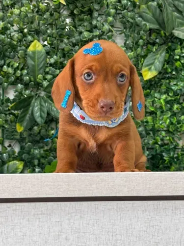 Dachshund pelagem rara