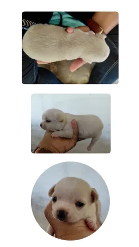 Chihuahua CBKC macho branco/creme
