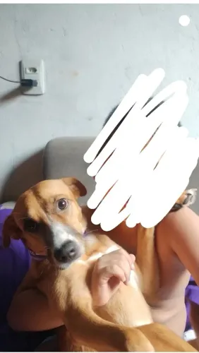 Doa-se cachorro