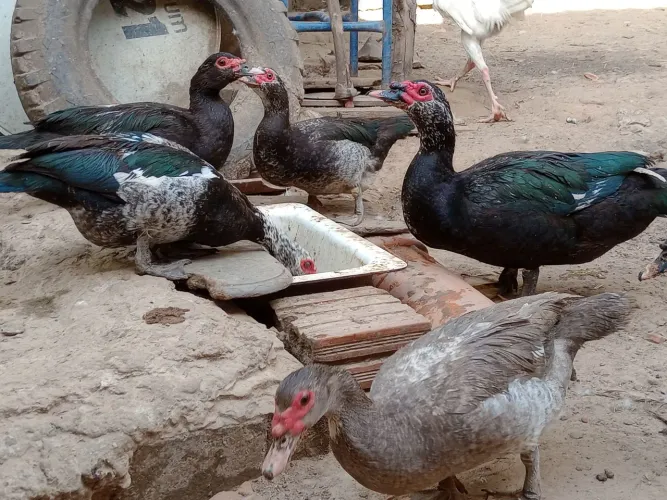 Patos e patas a venda!