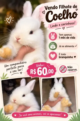 FILHOTE DE COELHO À VENDA