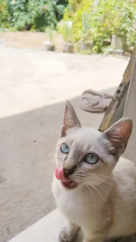 Lindos gatos sialatas para adoção 