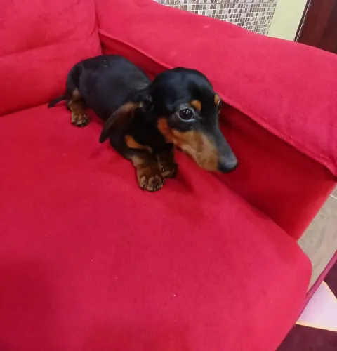 Linguicinha Dachshund mini Macho 