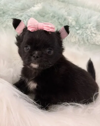 Chihuahua. Uma pretinha super charmosa e cheia de amor para dar!