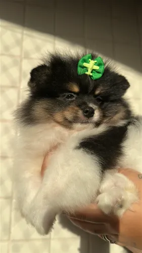 Spitz Alemão Macho