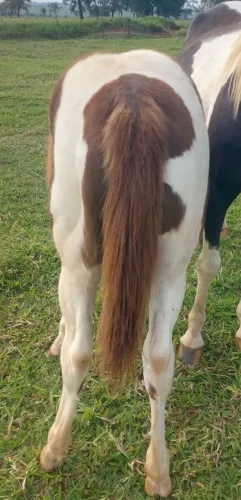 Potra PAINT HORSE pura