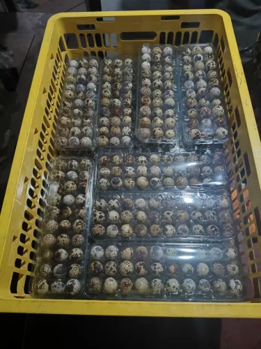 Ovos de Codornas pra Revenda.