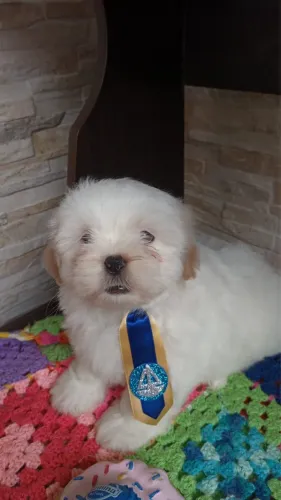 Filhotes de lhasa fêmea