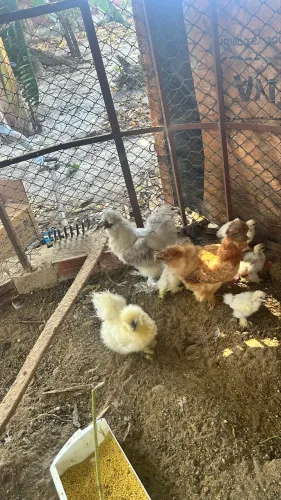 Família galo  e galinhas e pintinhos sedosa pura 