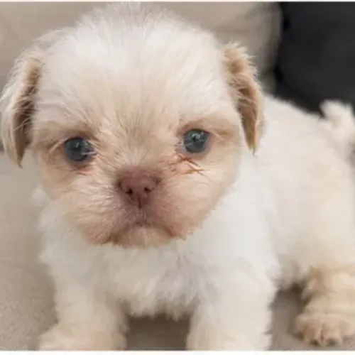 Shitzu Shih Tzu machinho olhos verdes