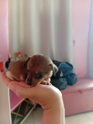 Cachorrinho 