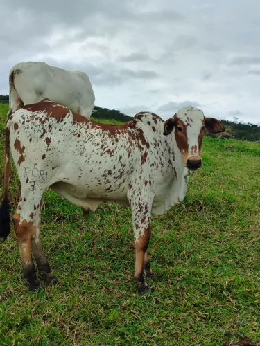 Tourinho Nelore Pintado PO a venda