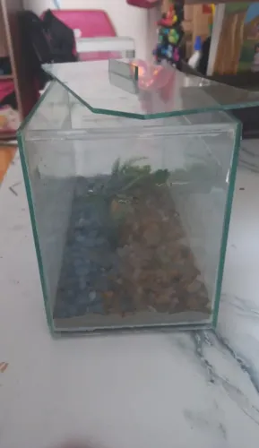 Vendo aquário ? beta