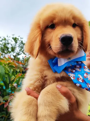 Os mais lindos filhotes de Golden Retriever 