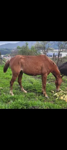 Cavalo mestiço Paulista
