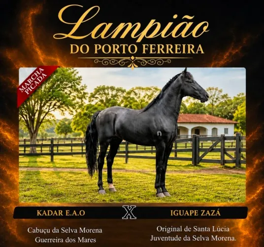 Garanhão MM Preto