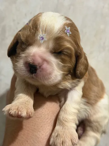 Cavalier king filhotes lindos a venda