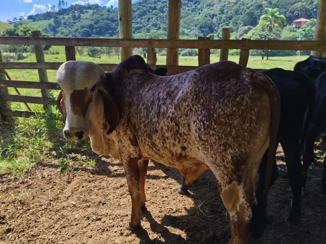Vendo garrote gir leiteiro 