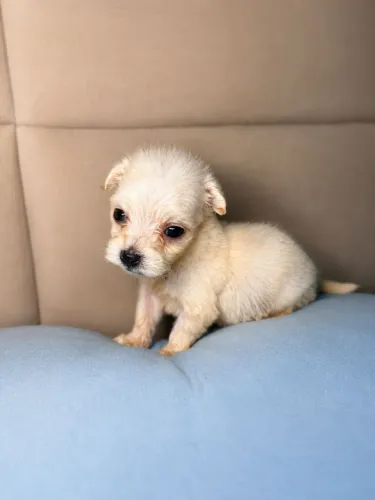 Poodle toy micro 