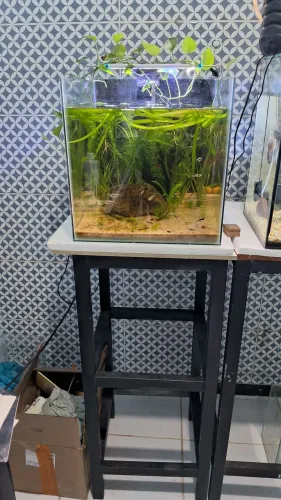 Aquário plantado