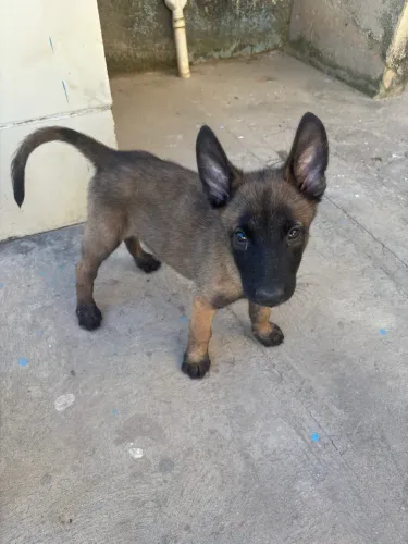 VENDO FILHOTES DE PASTOR BELGA MALINOIS
