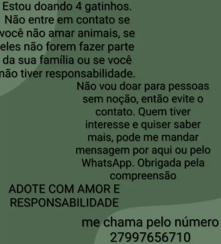 doando gatinhos