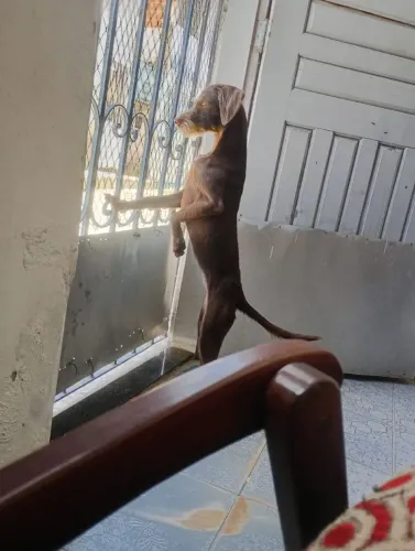Doação de uma cadela