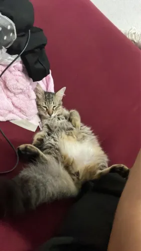 Estou doando essa gatinha