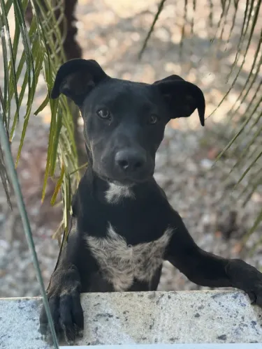     Cão para adoção - ideal para casa com espaço