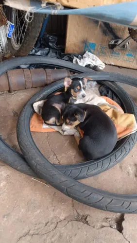 Filhote de pinscher