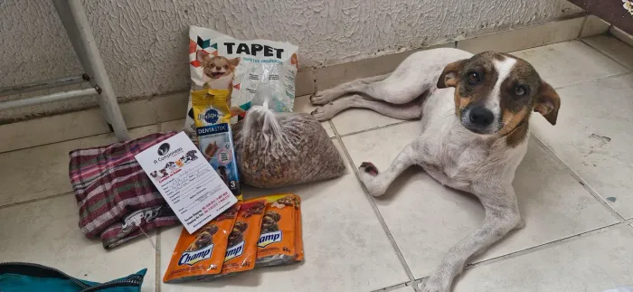 Adoção Responsável