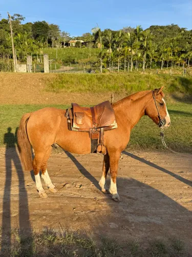 Cavalo Crioulo Castrado Resenhado