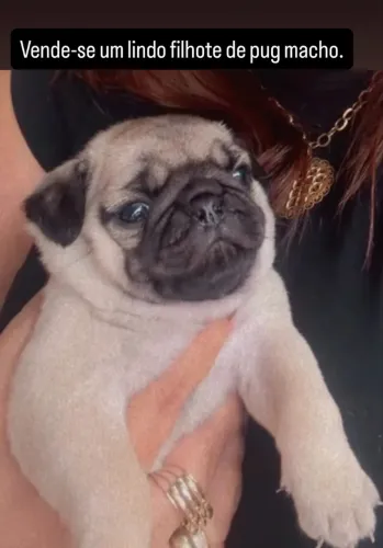 Vende-se um lindo Pug macho.