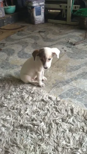 Doa-se cachorinhos