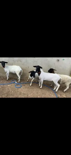 Borregas