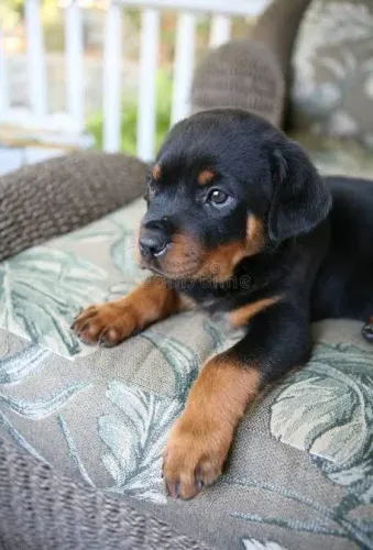 Rottweiler Tudo que sonhou para te proteger, querem proteção