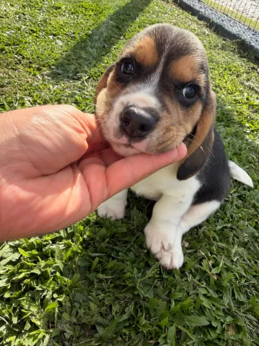 Beagle fofo Floripa