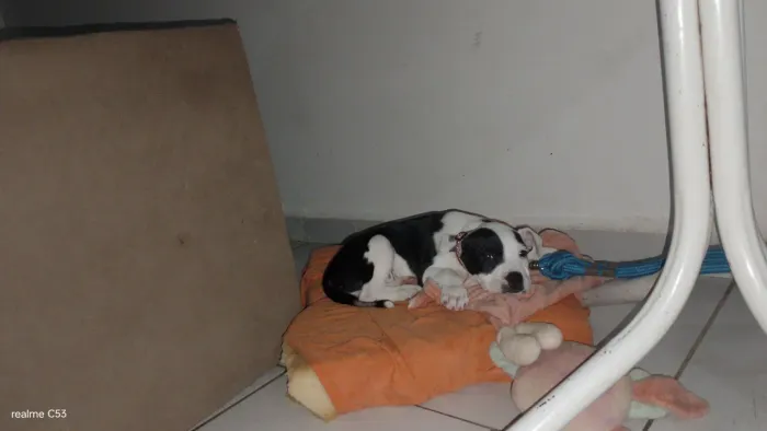 Pitbull