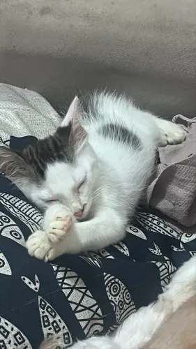 Adoção gato macho 