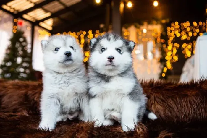 Filhote de Husky Siberiano O Parceiro Perfeito Para Quem Ama Aventuras