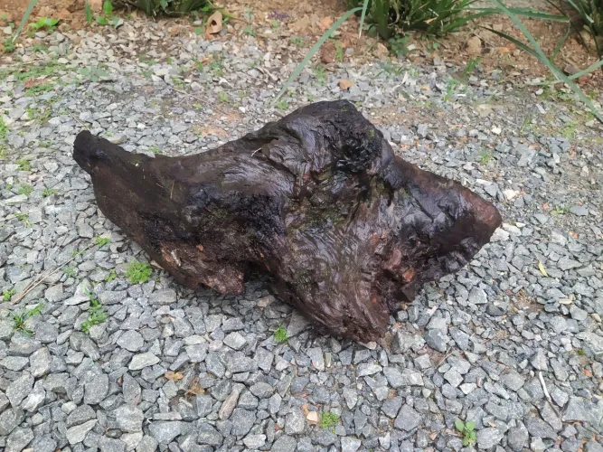 Cerne de canela
