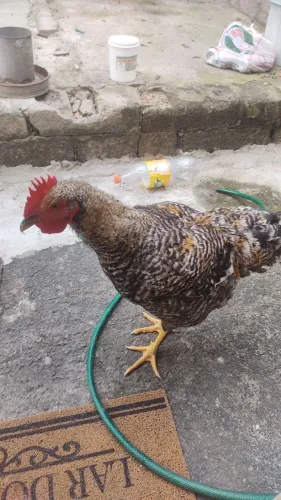 Galo carijó 