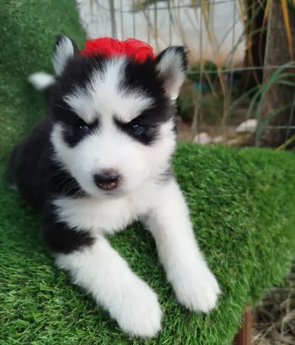 Filhotes de Husky Siberiano 