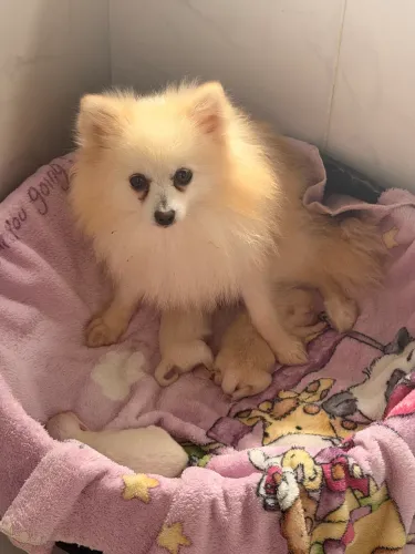 Lulu da pomerania